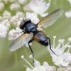 73977 – Photo : Eugène Vandebeulque – France (45)