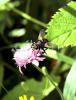 73676 – Photo : Bernard Choux – France (26)