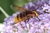 73792 – Photo : Bernard Choux – France (26)