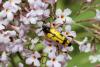 73794 – Photo : Bernard Choux – France (26)