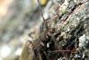 73878 – Photo : Bernard Choux – France (26)