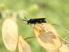 73867 – Photo : Bernard Choux – France (26)