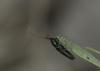 73991 – Photo : Michel Renou – France (13)