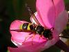 73576 – Photo : Jean DEXHEIMER – France (40)