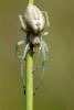 73671 – Photo : henri maleysson – France (43)
