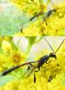 73938 – Photo : ADELSKI Adrien – France (60)