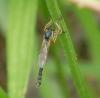 73008 – Photo : Faunedelaisne – France (02)