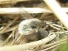 73631 – Photo : Franck Buron – France (49)