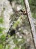 73052 – Photo : Noushka – France (07)