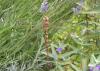 73529 – Photo : Noushka – France (31)