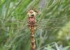 73530 – Photo : Noushka – France (31)