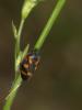 Cercopis intermedia