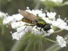 73801 – Photo : Pascal Pertuzon – France (42)