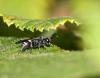 73958 – Photo : patrick derennes – France (44)