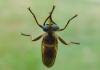 73567 – Photo : Jean-Claude Jamoulle – France (06)