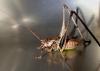73980 – Photo : Jean-Claude Jamoulle – France (06)