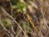 73913 – Photo : Pierre Gros – France (06)