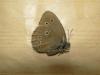 73350 – Photo : OCIS – France (05)