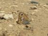 73352 – Photo : OCIS – France (04)