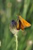 73536 – Photo : C.gager – France (49)