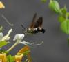 73896 – Photo : Patrick Decreus – France (93)