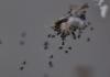 73101 – Photo : Jean-Claude Jamoulle – France (06)