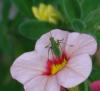 73884 – Photo : Patrick Decreus – France (93)