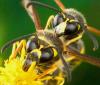 73468 – Photo : Philippe Legros – France (89)