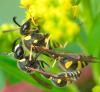 73466 – Photo : Philippe Legros – France (89)