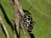 73662 – Photo : Maite Santisteban Rivero – Espagne