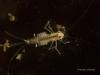 73440 – Photo : Francois Diemert – France (44)