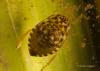 73480 – Photo : Francois Diemert – France (44)