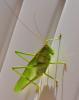 73107 – Photo : F. Pouilly – France (37)