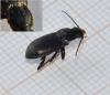 Pterostichus oblongopunctatus