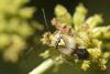 73475 – Photo : Francois Calame – Suisse