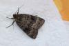 73125 – Photo : Dominique THAUVIN – France (45)