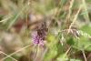 73494 – Photo : Dominique THAUVIN – France (45)