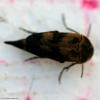 73141 – Photo : Bernard VENEAU – France (41)