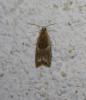 73926 – Photo : alain Roujas – France (31)