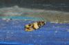73924 – Photo : alain Roujas – France (31)