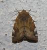 73291 – Photo : alain Roujas – France (31)