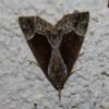 73509 – Photo : alain Roujas – France (31)
