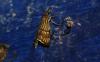 73684 – Photo : alain Roujas – France (31)
