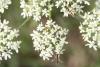 73948 – Photo : Johannic – France (72)