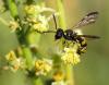 73362 – Photo : patrick derennes – France (77)