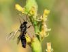 73363 – Photo : patrick derennes – France (77)