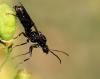 73408 – Photo : patrick derennes – France (77)