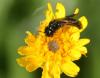 73885 – Photo : Henri Savina – France (09)