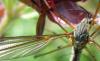 73933 – Photo : Elisabeth A. Harris – Royaume-Uni