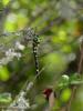 73018 – Photo : Renaud Bernhard – France (07)